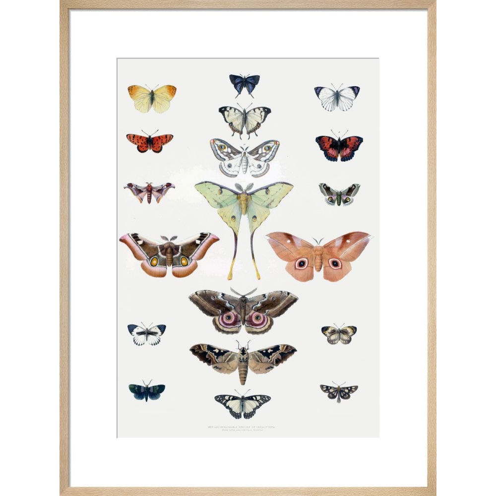 Butterflies print in natural frame