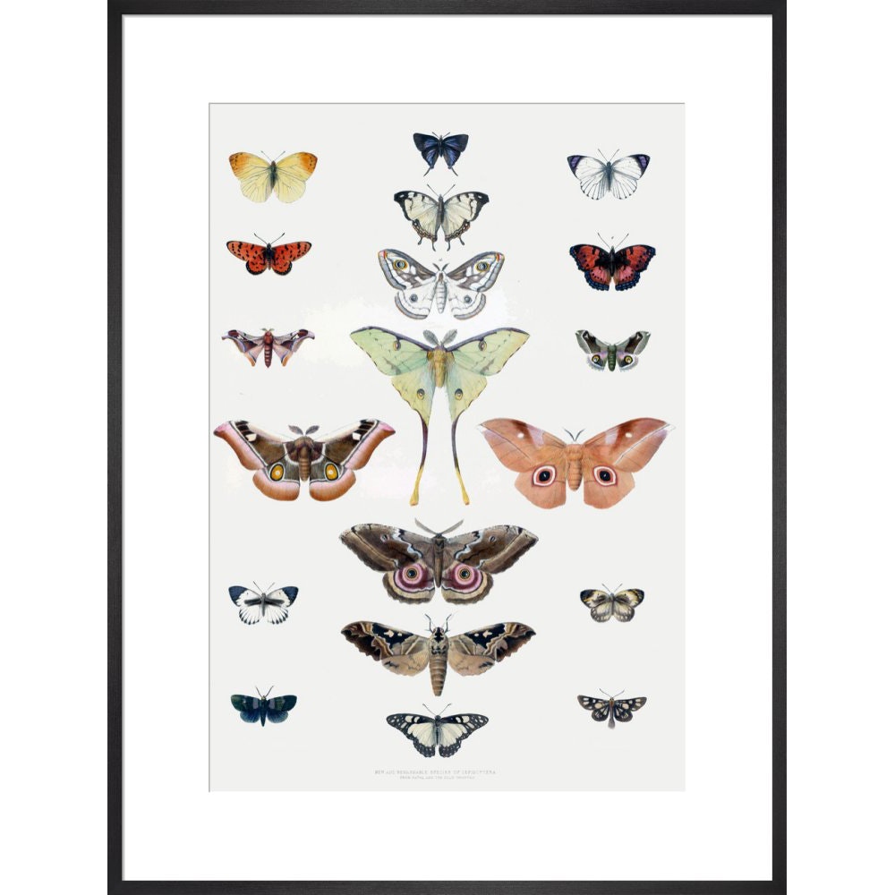 Butterflies print in black frame