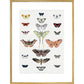 Butterflies print in gold frame