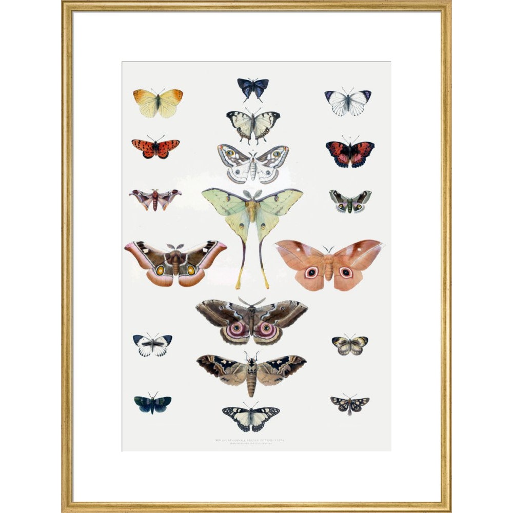 Butterflies print in gold frame