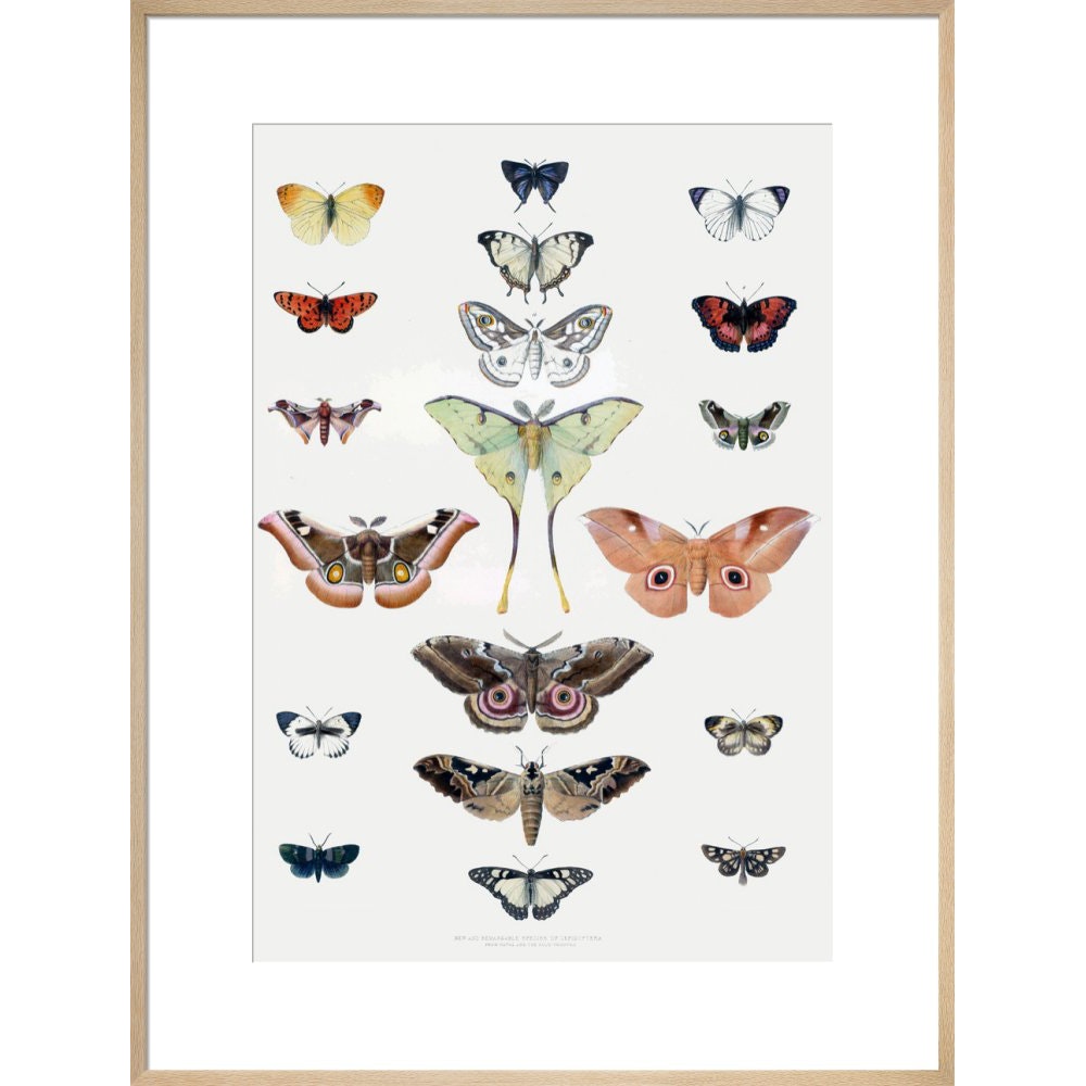 Butterflies print in natural frame