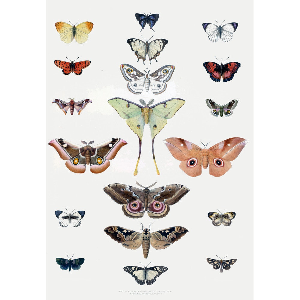 Butterflies print