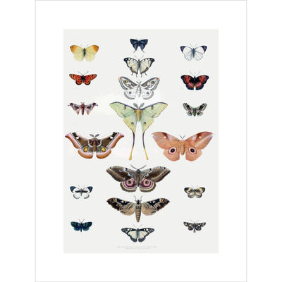 Butterflies print unframed