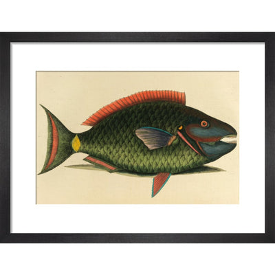 A parrot fish print in black frame