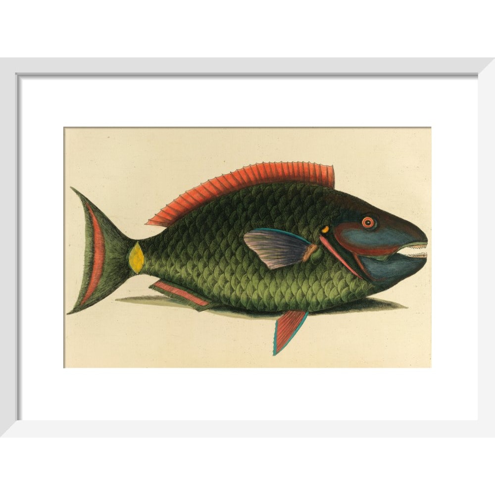 A parrot fish print in white frame