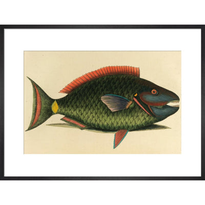 A parrot fish print in black frame