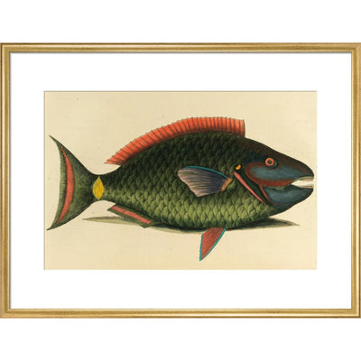 A parrot fish print in gold frame