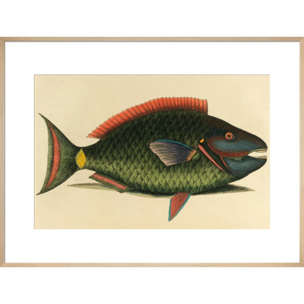 A parrot fish print in natural frame