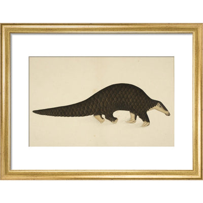 A scaly anteater print in gold frame
