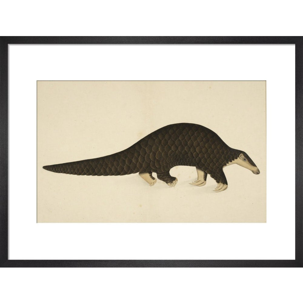 A scaly anteater print in black frame