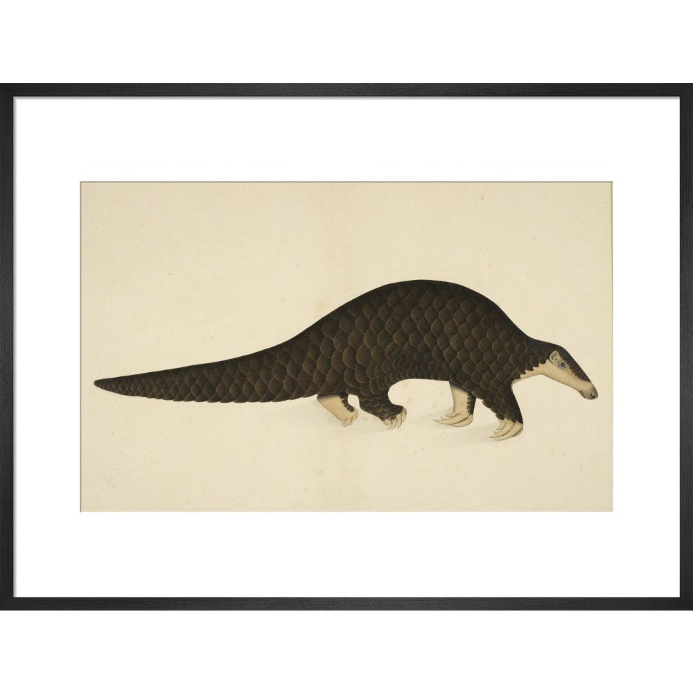 A scaly anteater print in black frame