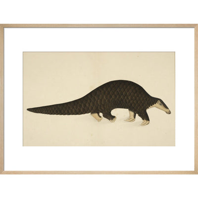A scaly anteater print in natural frame