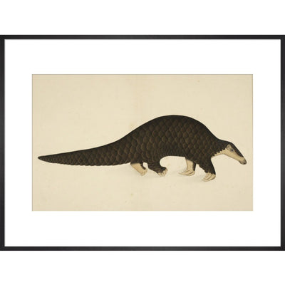 A scaly anteater print in black frame