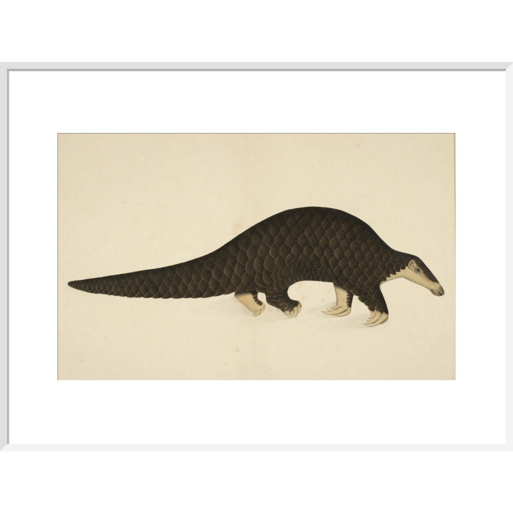 A scaly anteater print in white frame
