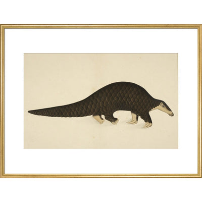 A scaly anteater print in gold frame