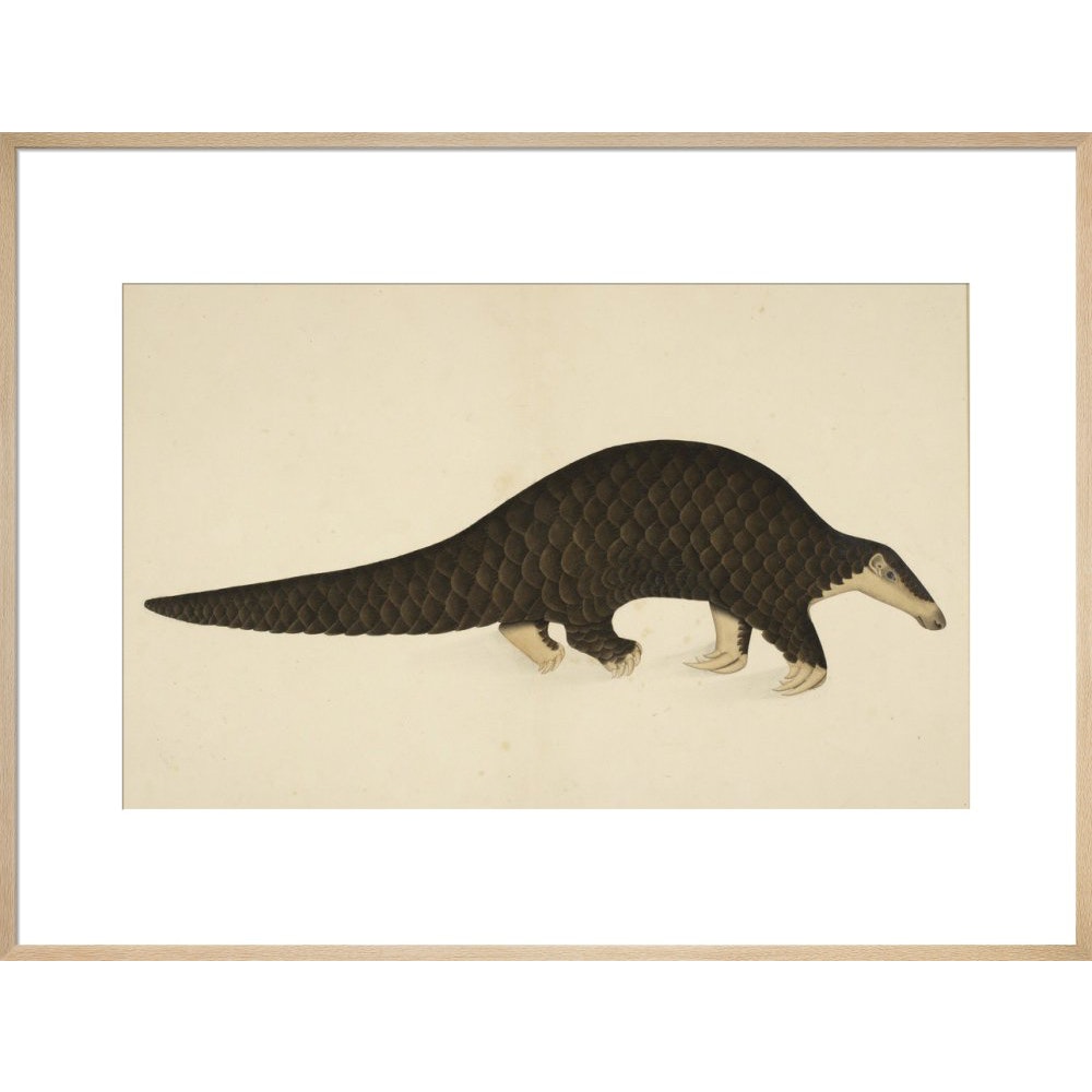 A scaly anteater print in natural frame
