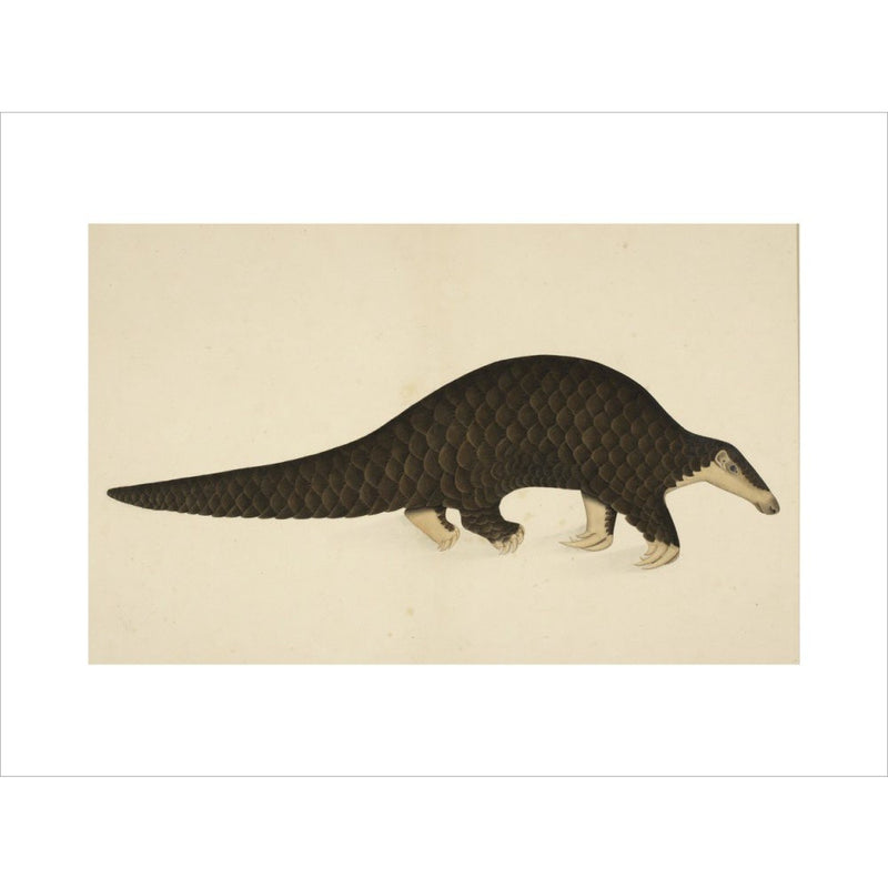 A scaly anteater print