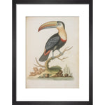 The Toucan print in black frame
