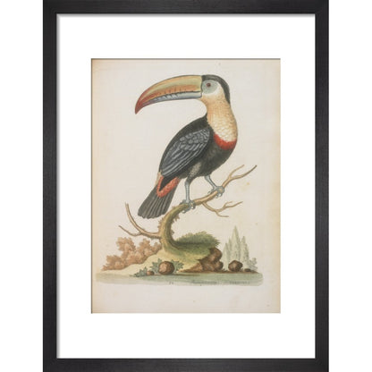The Toucan print in black frame