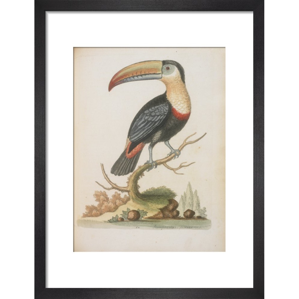 The Toucan print in black frame
