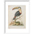 The Toucan print in white frame