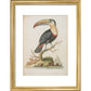 The Toucan print in gold frame