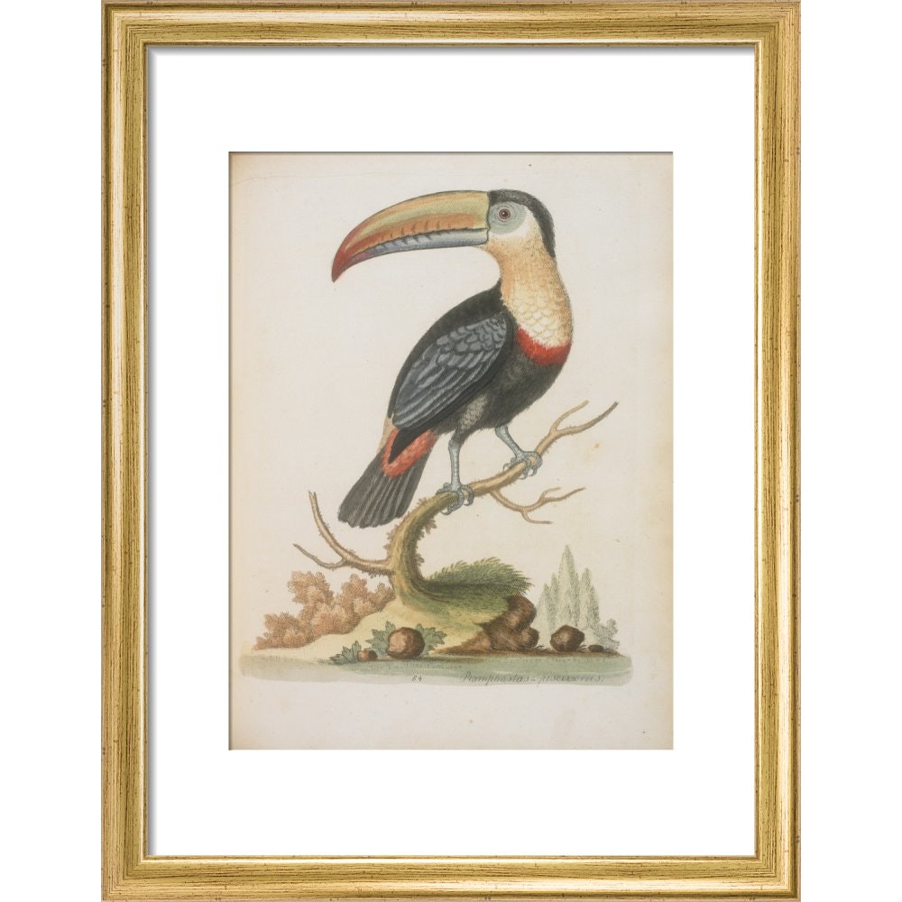 The Toucan print in gold frame