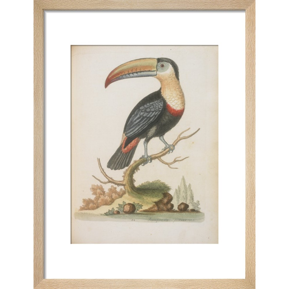 The Toucan print in natural frame