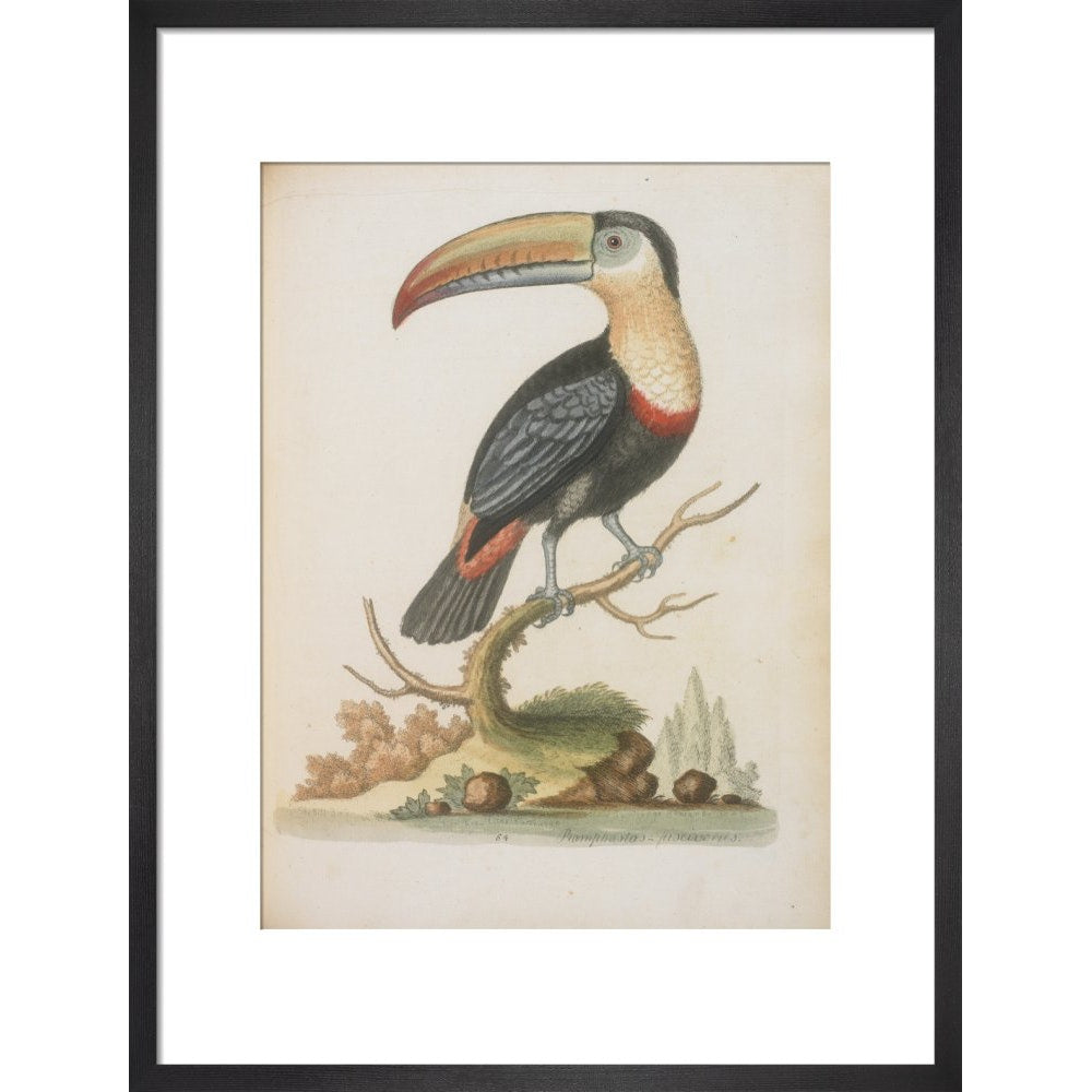 The Toucan print in black frame