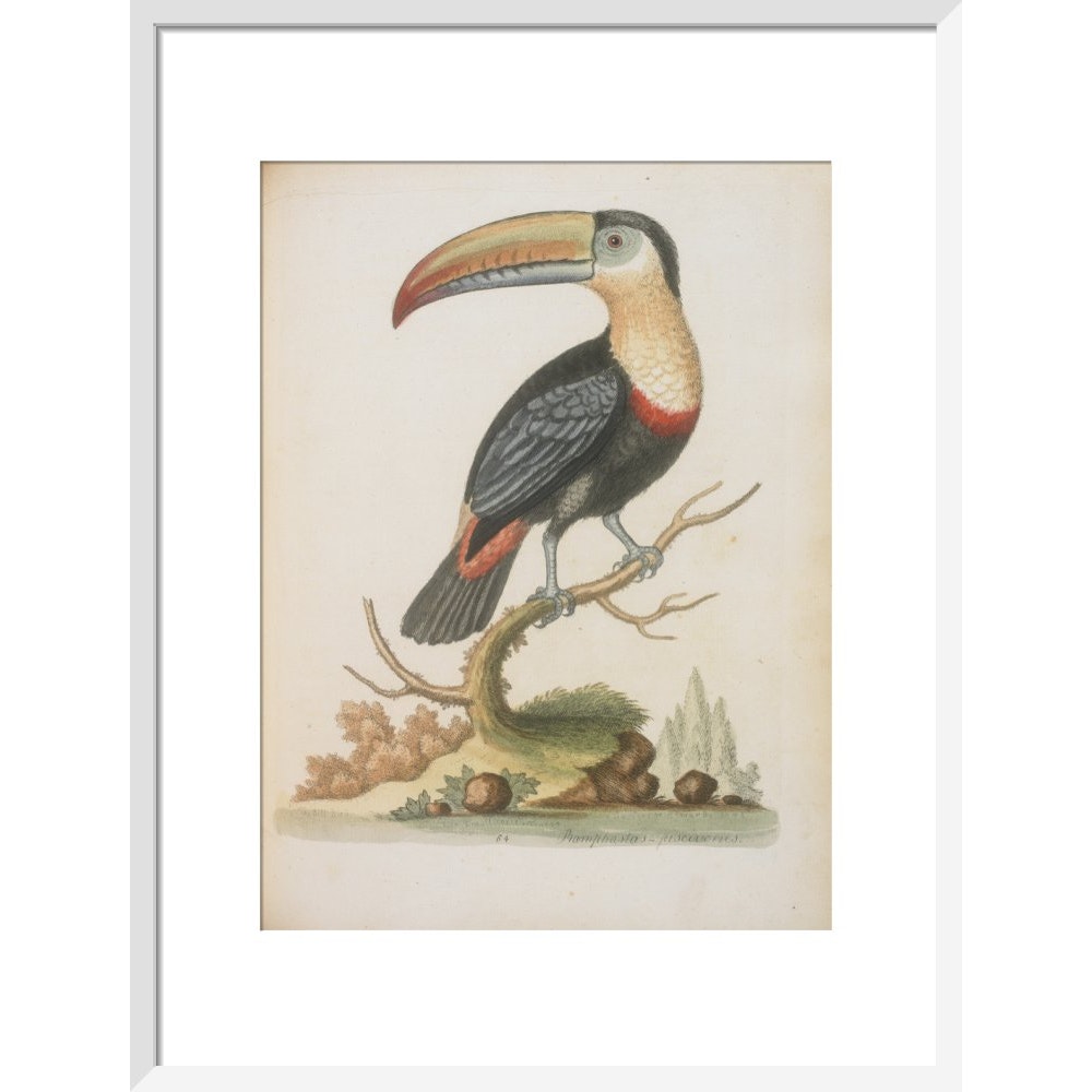 The Toucan print in white frame