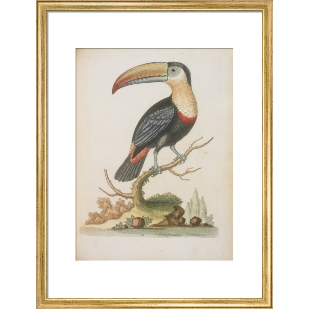 The Toucan print in gold frame