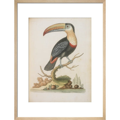 The Toucan print in natural frame