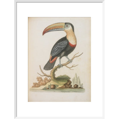 The Toucan print in white frame