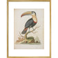 The Toucan print in gold frame