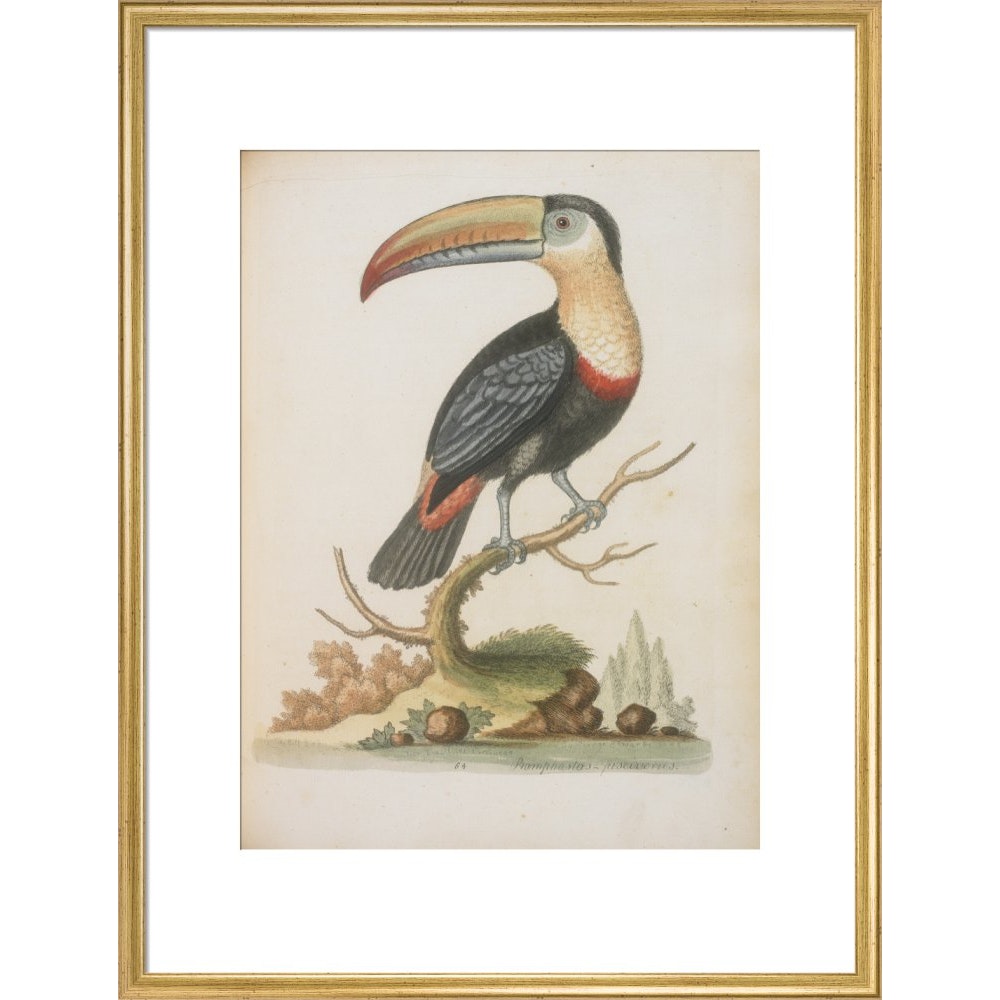 The Toucan print in gold frame