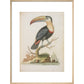 The Toucan print in natural frame