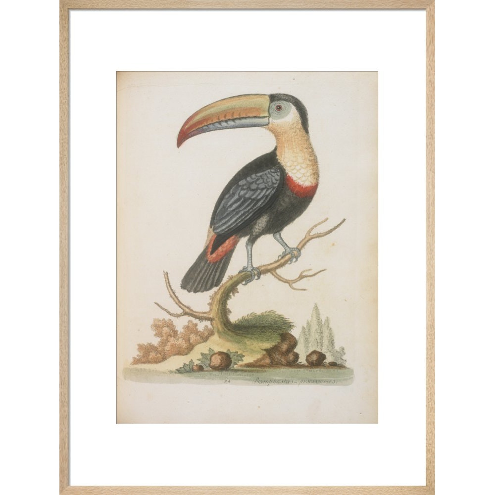 The Toucan print in natural frame