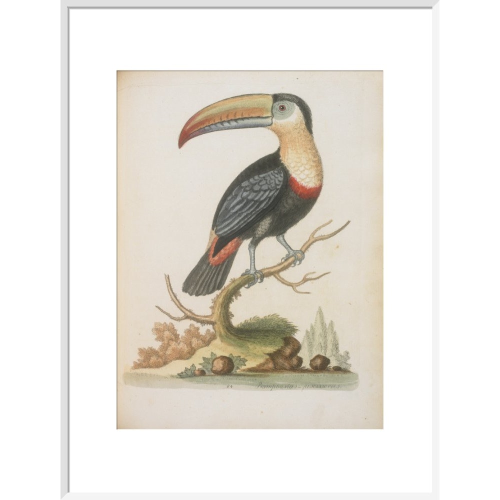 The Toucan print in white frame