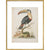 The Toucan print in gold frame