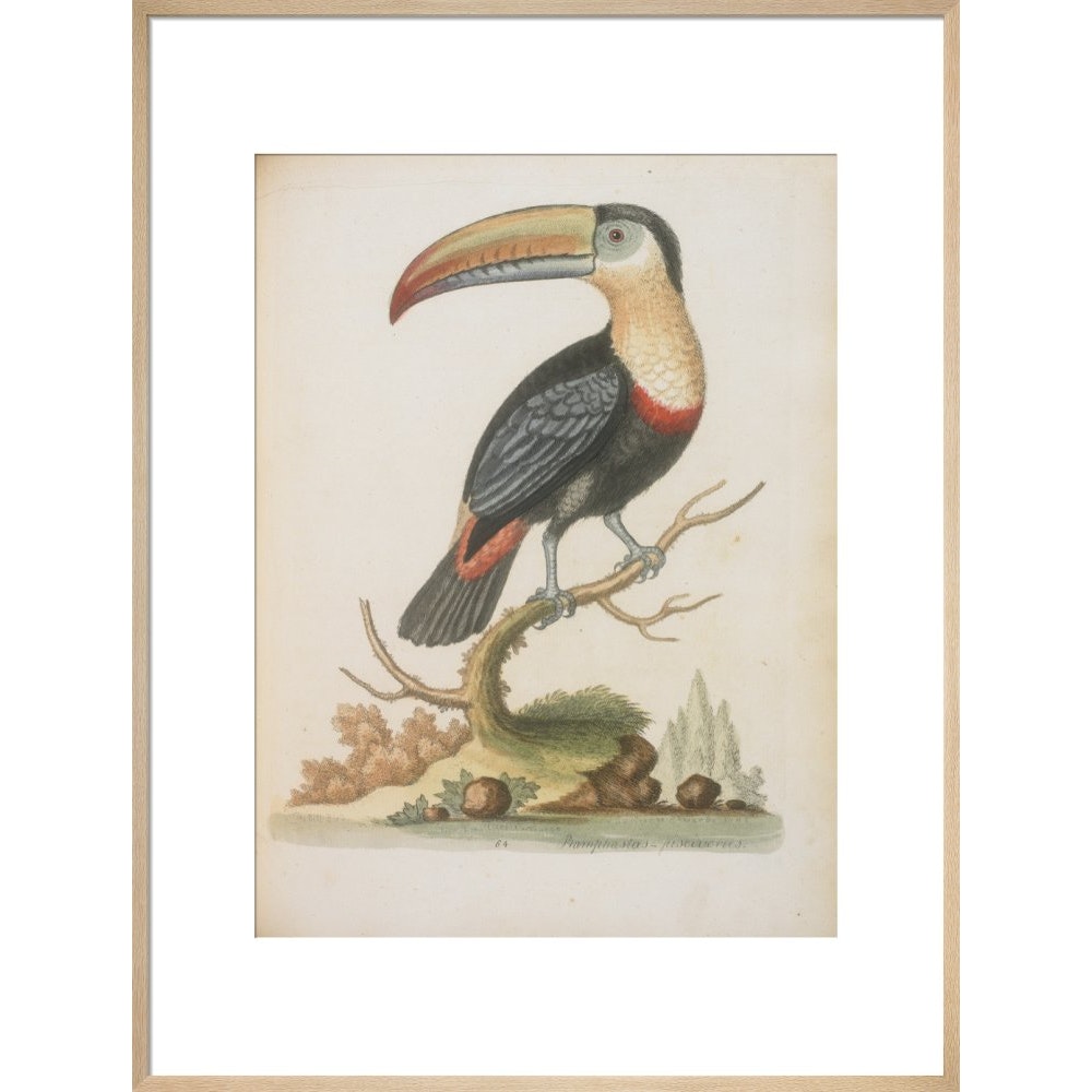 The Toucan print in natural frame