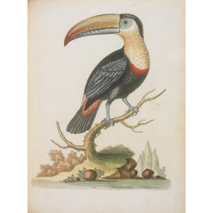 The Toucan print