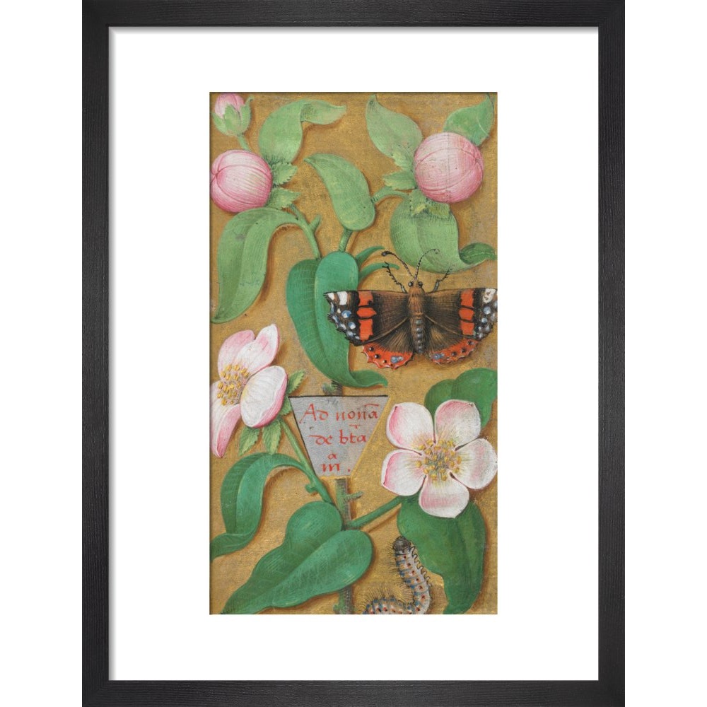 Flowers, caterpillar and butterfly print in black frame