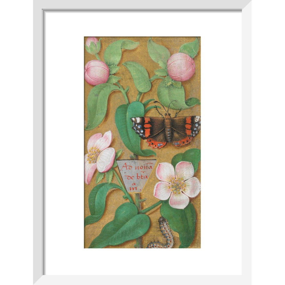 Flowers, caterpillar and butterfly print in white frame