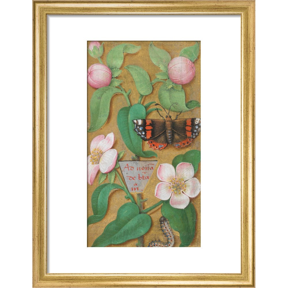 Flowers, caterpillar and butterfly print in gold frame