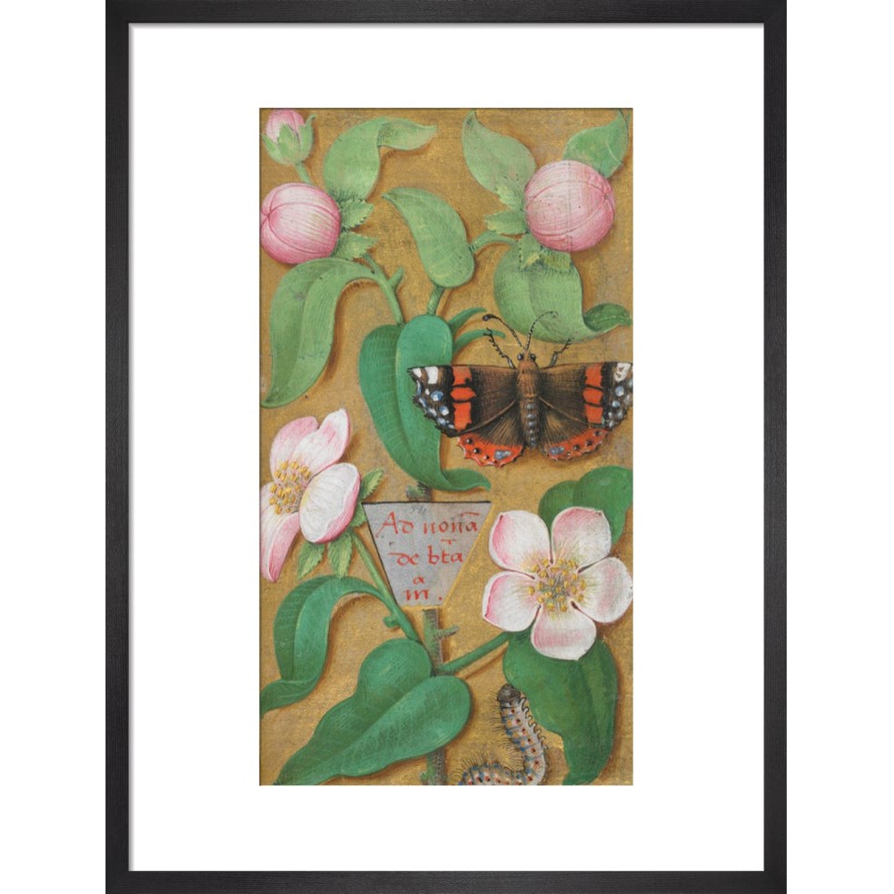 Flowers, caterpillar and butterfly print in black frame