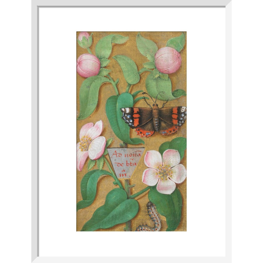Flowers, caterpillar and butterfly print in white frame