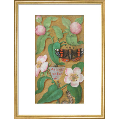 Flowers, caterpillar and butterfly print in gold frame