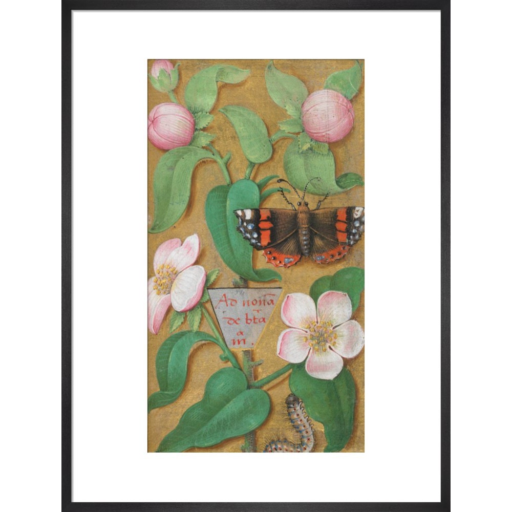 Flowers, caterpillar and butterfly print in black frame