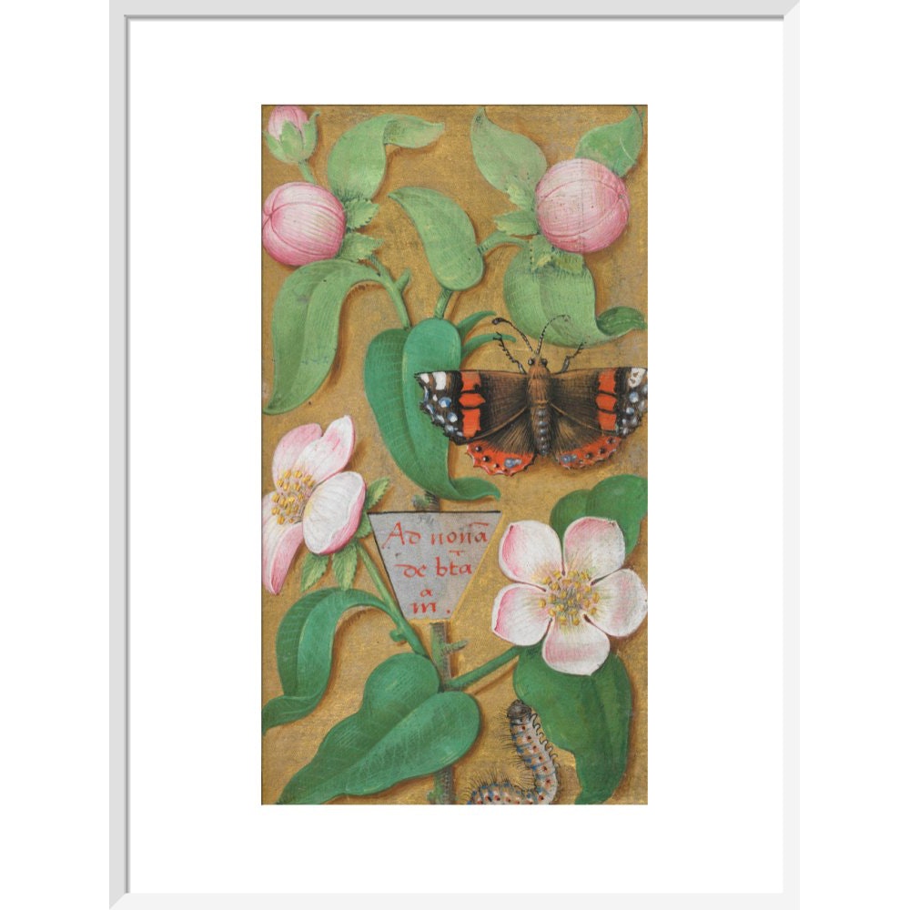 Flowers, caterpillar and butterfly print in white frame