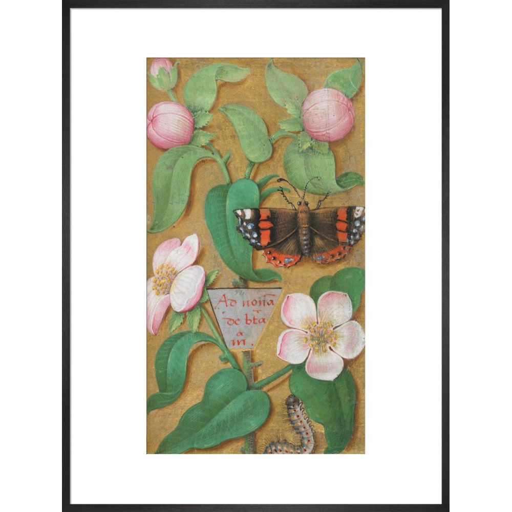 Flowers, caterpillar and butterfly print in black frame